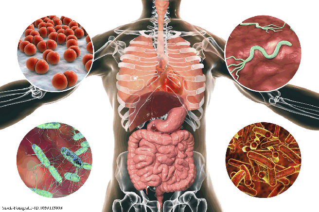 Parasites in the human body